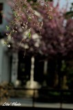 DSC_0238.jpg