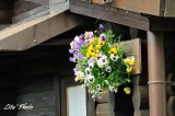 DSC_9768.jpg