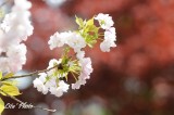 DSC_9975.jpg