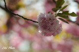 DSC_9993.jpg