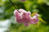 DSC_9994.jpg