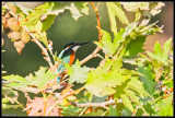 Common Kingfisher 1