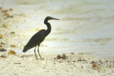 Pacific Reef Egret