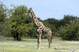 Giraffe - Namibia