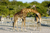 Giraffe - Namibia
