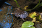 Tungara frog ?- Corcovado - Costa Rica