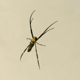 Unknown spider - Biak - West Papua