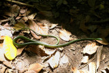 Green Parrot Snake - Costa Rica