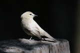 Unknown bird from Cristallino lodge