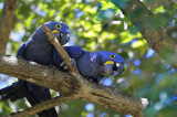 Hyacinth Macaw - Pantanal