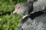 Southern Screamer