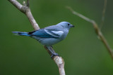 Blue-gray Tanager