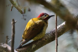 Crimson - mantled Woodpecker