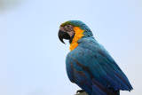 Blue-and-Yellow Macaw close-up