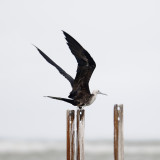 Magnificent Frigatebird - juvenile