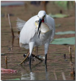 Great Egret - with lunch