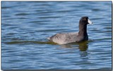 American Coot