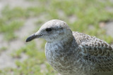 Goland  bec cercl Ring-billed Gull