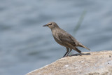 tourneau sansonnet Common Starling