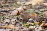Bruant fauve Fox Sparrow