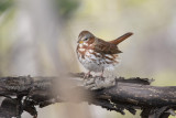 Bruant fauve Fox Sparrow