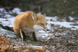 Renard roux Red Fox