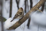 Sizerin flamm Common Redpoll