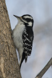 Pic chevelu Hairy Woodpecker