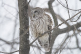 Chouette raye Barred Owl