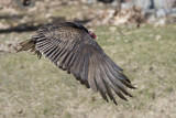 Urubu  tte rouge Turkey Vulture