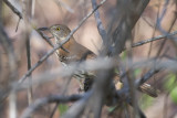 Moqueur roux Brown Thrasher