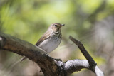 Grive  dos olive Swainsons Thrush