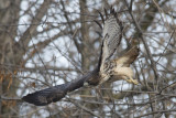 Buse  queue rousse Red-Tailed Hawk