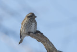 Roselin pourpr Purple Finch