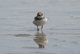 Pluvier semipalm Semipalmated Plover