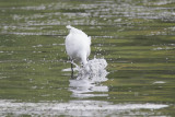 Grande Aigrette Great Egret