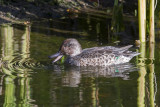 Sarcelle dhiver Common Teal