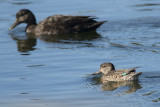 Sarcelle dhiver Common Teal