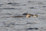 Loutre de rivire North American river Otter