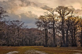 Caddo Lake 11