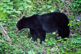 Black Bear 02.jpg