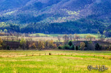 Cades Cove 015.jpg