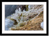 Icicles on Grass