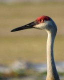 Sand Hill Crane 3977 nt.jpg