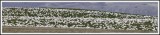PC-Snow Geese Pano 1 ttff.jpg