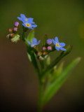 kerfrgtmigej, Myosotis arvensis.