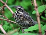 Rdvingetrast,	Turdus iliacus,	Redwing