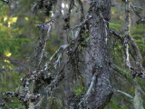 Tofsmes,	Parus cristatus,	Crested Tit