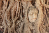 Buddha in tree landscape.jpg