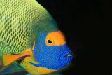 Yellow-faced Angelfish
